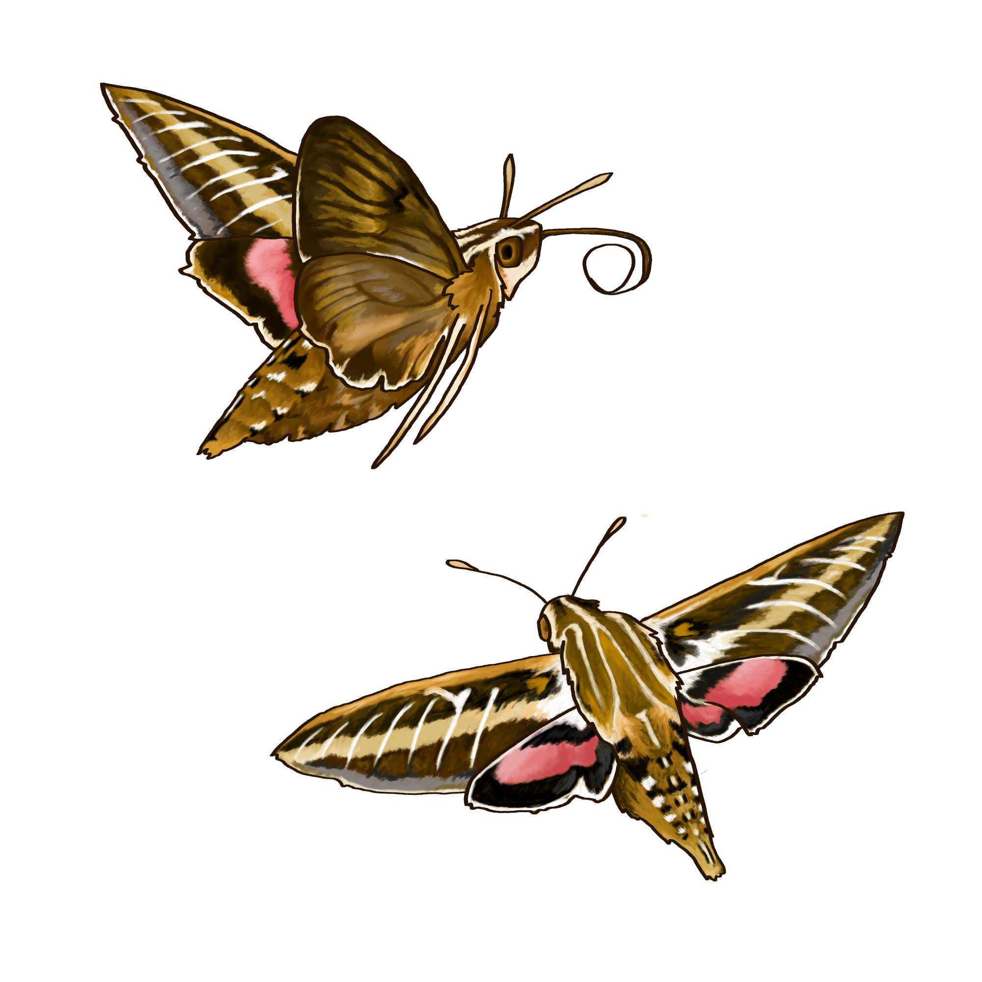 ID: A painting of two bedstraw hawkmoths.